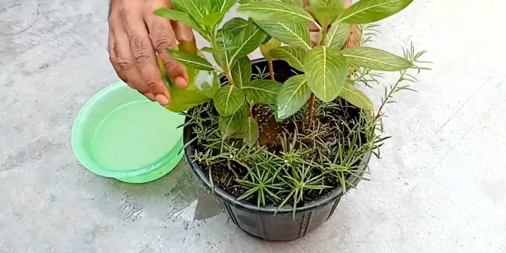 Is Rice Water Good for Plants