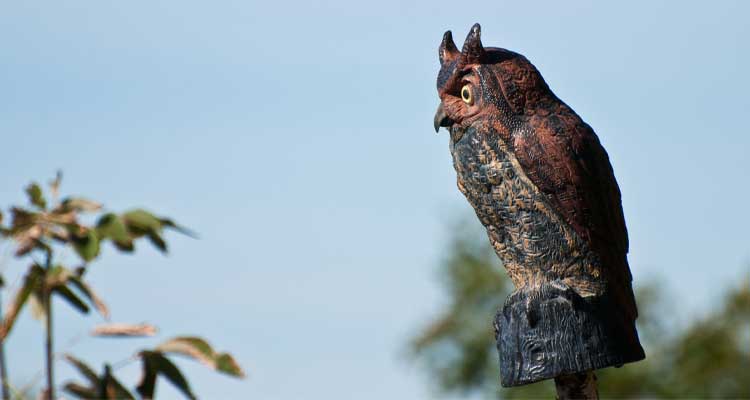 fake owl to keep birds from eating grass seed
