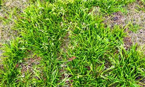 types of invasive grass annual bluegrass