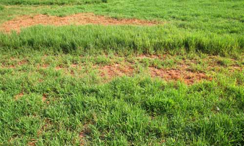 how to grow grass in clay soil