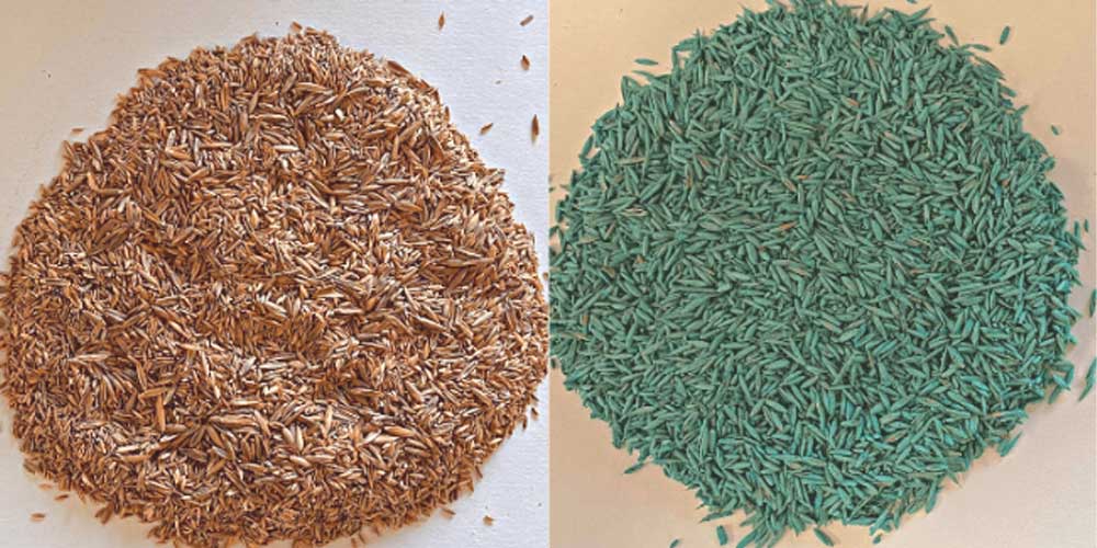 coated grass seed vs. uncoated deciding factors 