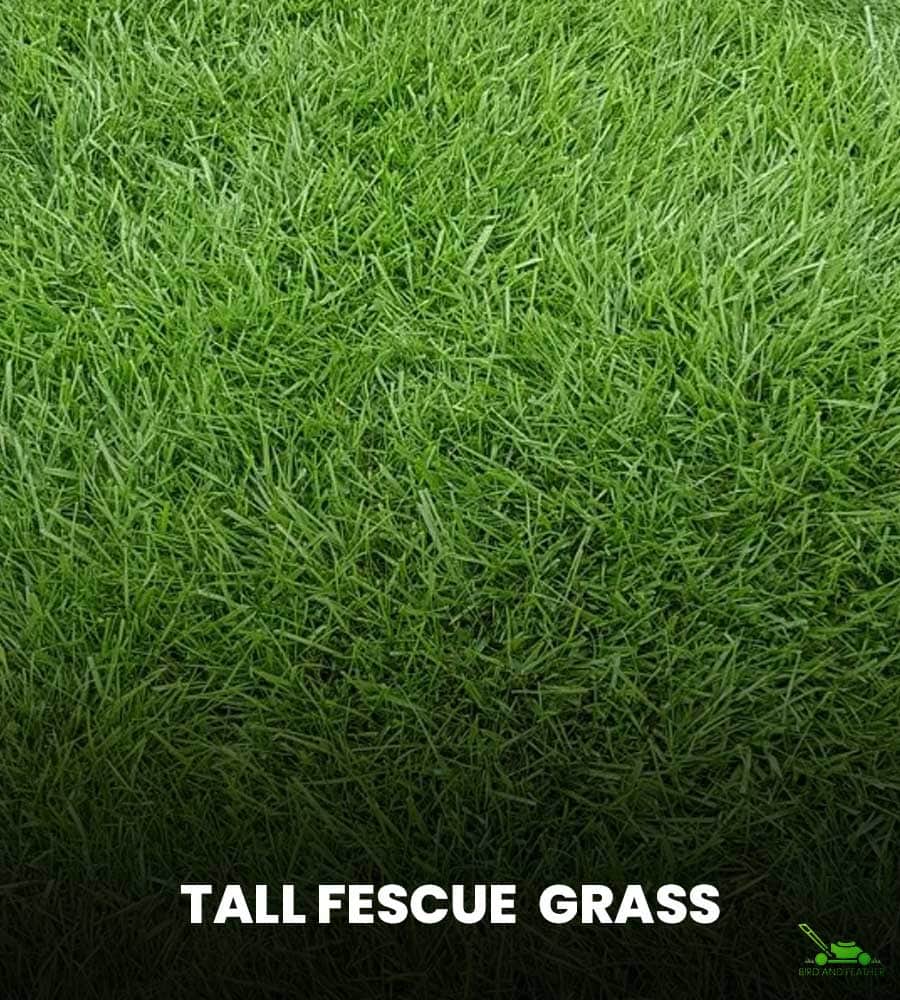 What is Tall Fescue Grass?