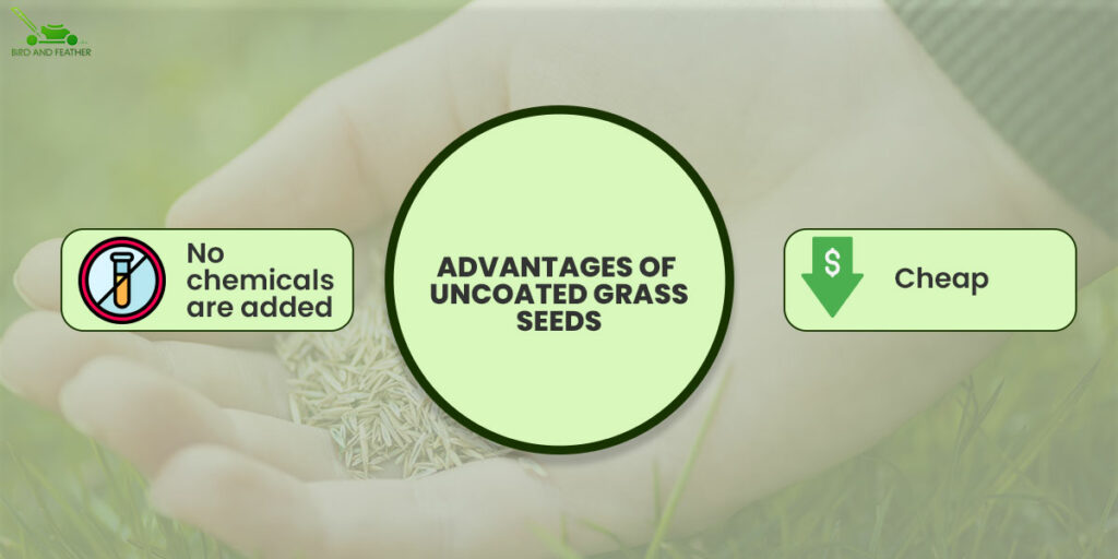 Advantages Of Uncoated Grass Seed