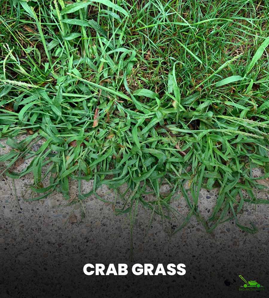 Crabgrass Overview crabgrass or bermuda grass