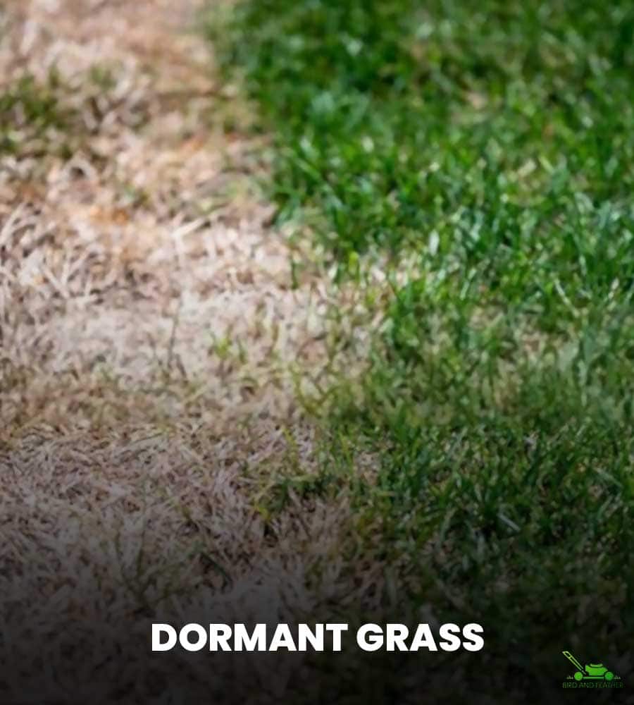  Dormant Grass 