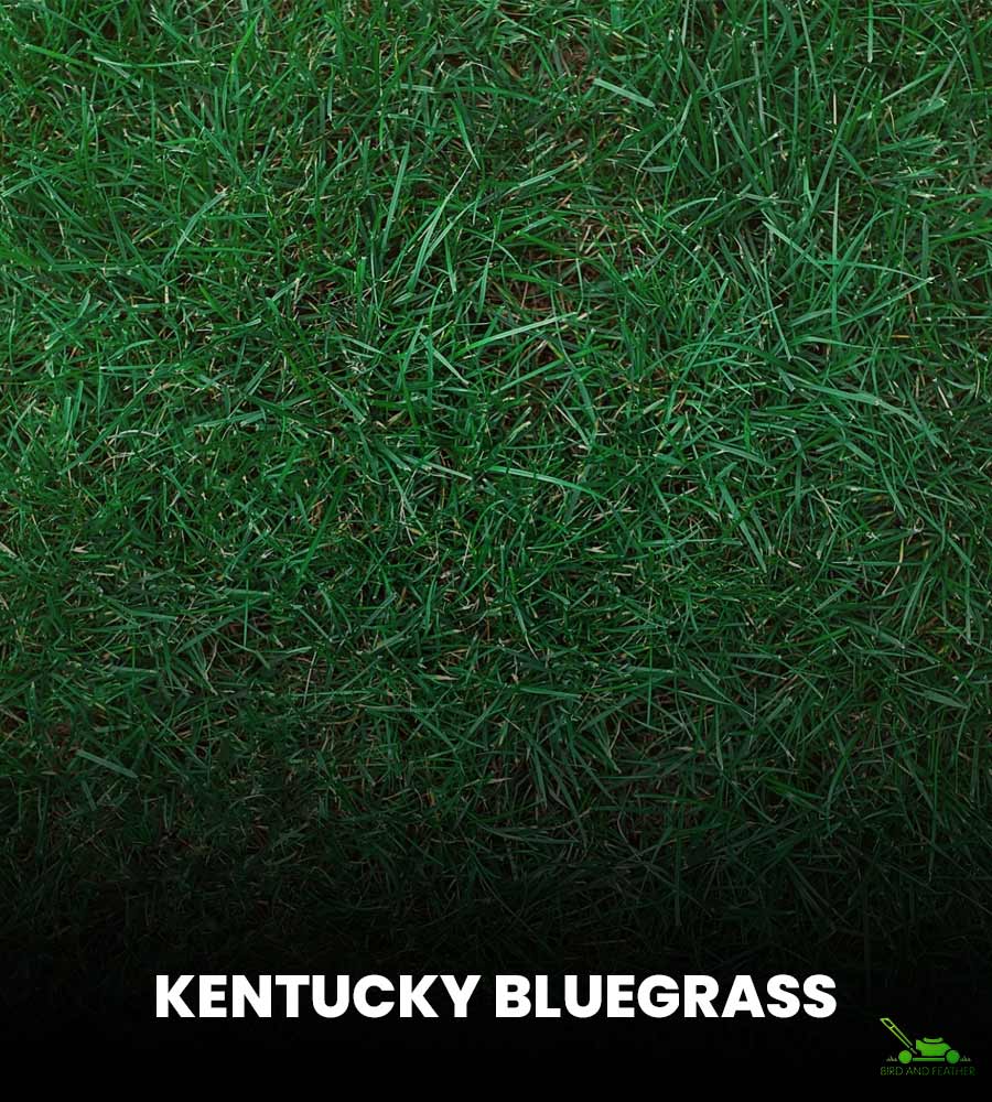 What is Kentucky Bluegrass?