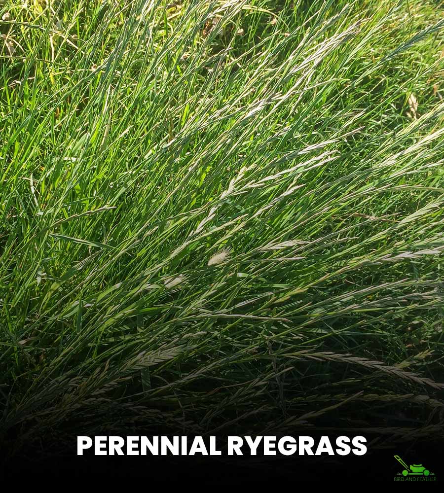 What is Perennial Ryegrass