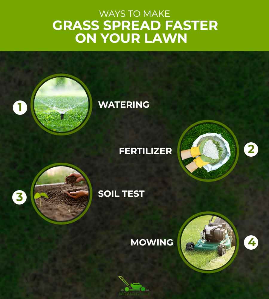 Ways To Make Grass Spread Faster On Your Lawn