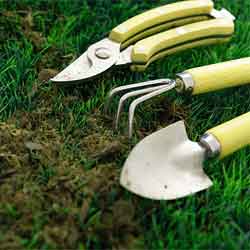 lawn weeds with stickers gardening equipment 
