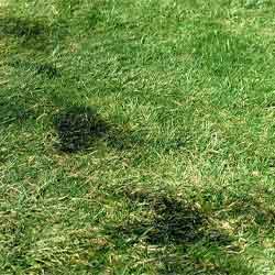 Spills on grass 