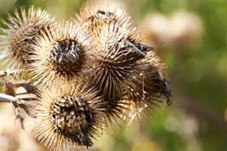What Are Grass Burrs?