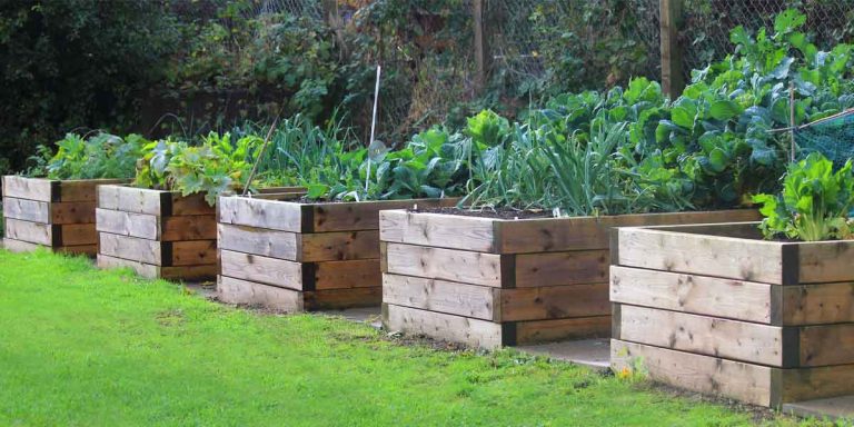 A Guide To Raised Bed Vegetable Gardening For Beginners