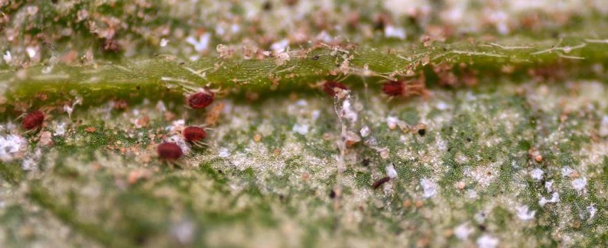 How To Get Rid Of Spider Mites During Flowering