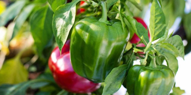 How To Grow Bell Peppers From Scraps