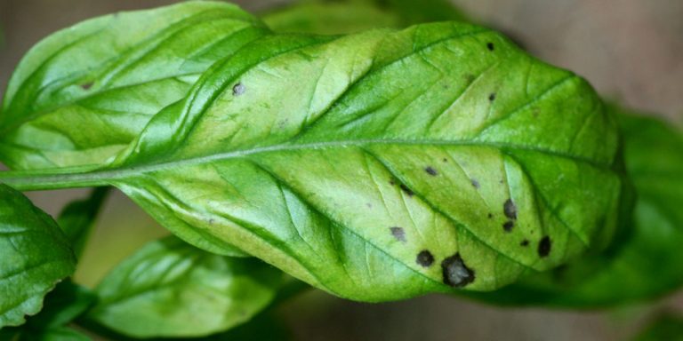 What Is Eating My Basil Leaves & How To Avoid It?