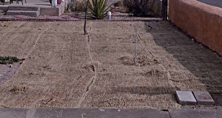 cover grass seed with burlap to prevent birds from eating 