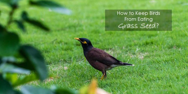 How to Keep Birds from Eating Grass Seed? 