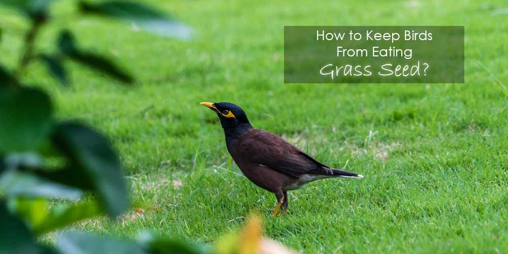how to keep birds from eating grass seed