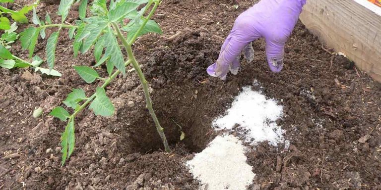Benefits of Epsom Salt for Lawns? Does Epsom Salt Kill Grass?