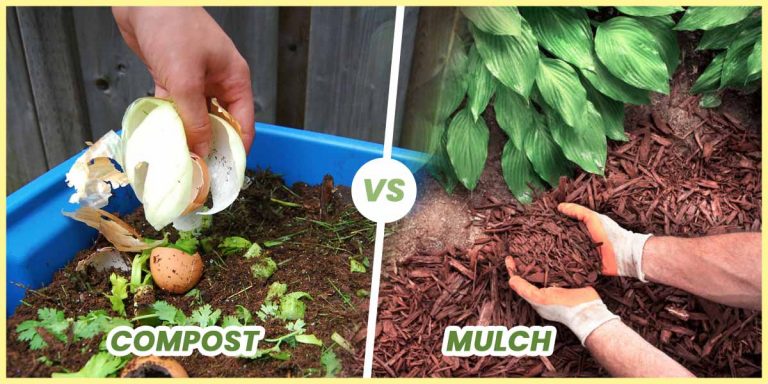 Difference Between Compost and Mulch & Why You Should know about it?
