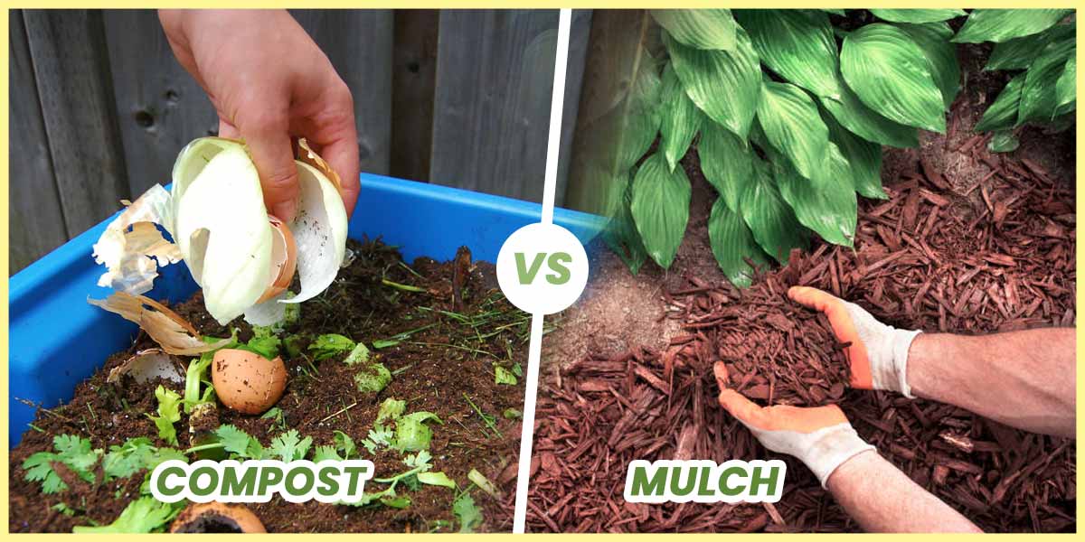 compost vs mulch