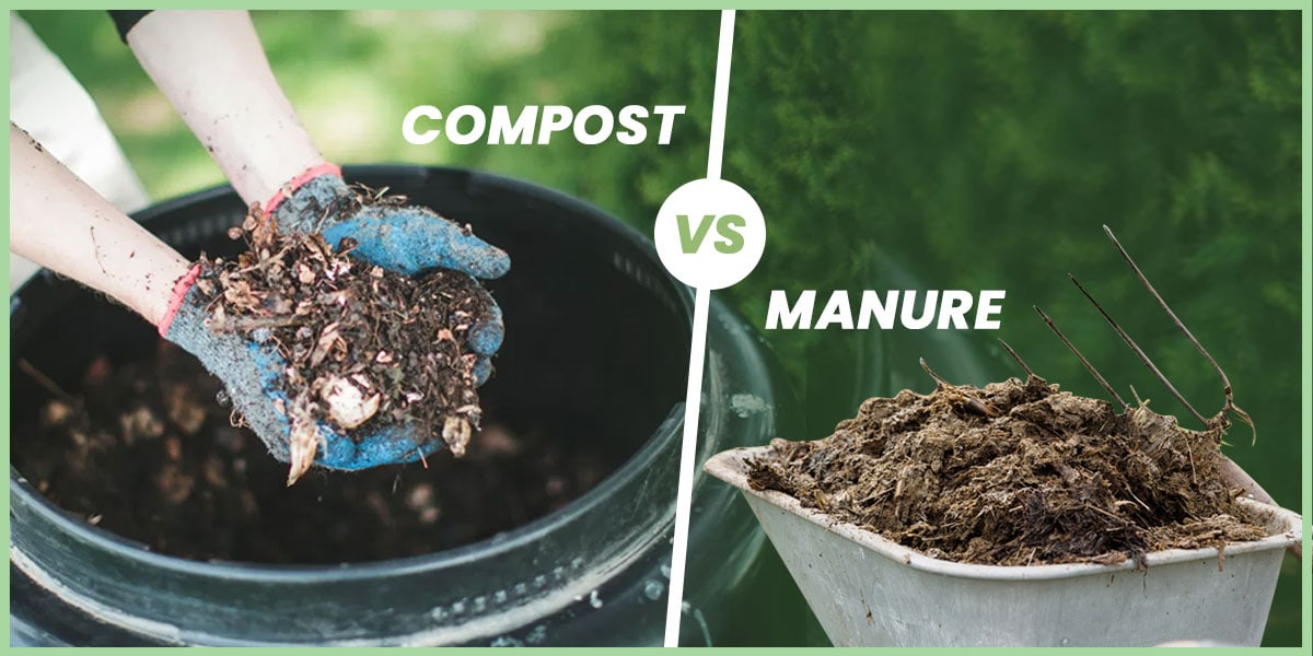 Compost vs manure