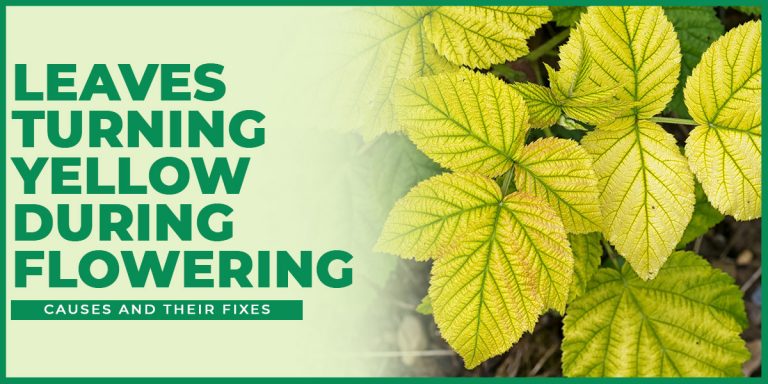 Leaves Turning Yellow During Flowering | Causes and their Fixes