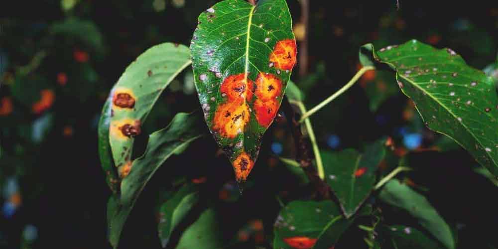 rust spots on cannabis leaves