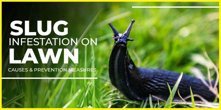 Slug Infestation on Lawn  | Causes & Prevention Measures