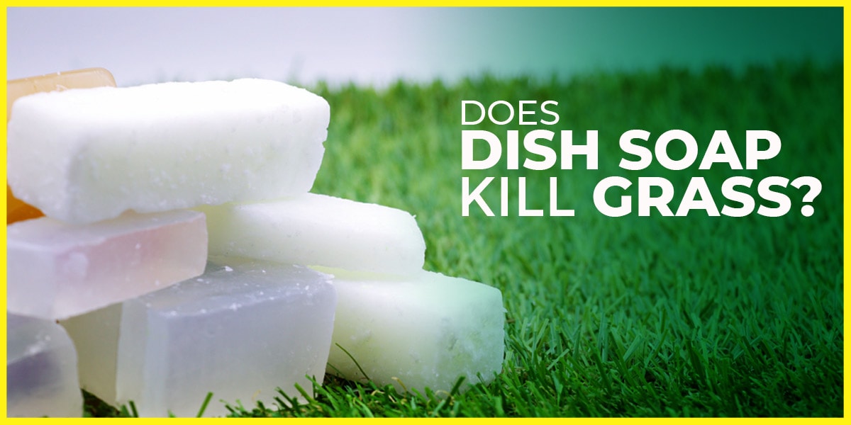 Does Dish Soap Kill Grass?
