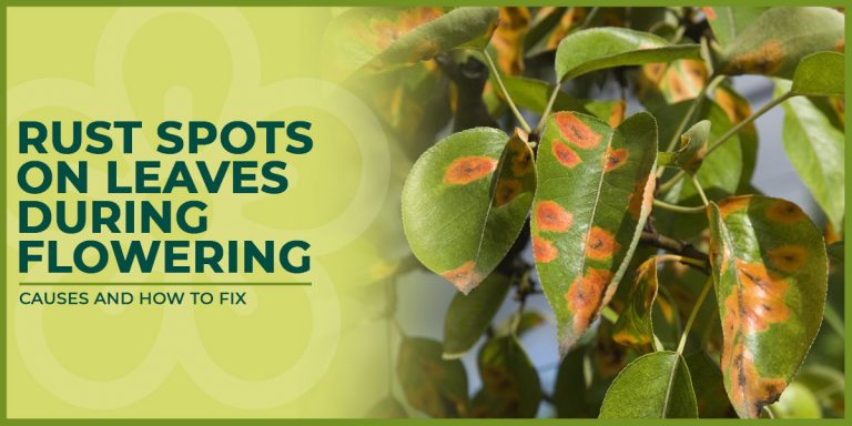 Rust Spots on Leaves During Flowering | Causes and How to Fix