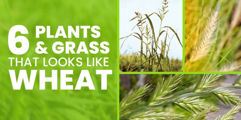 6 Plants and Grass that Looks Like Wheat