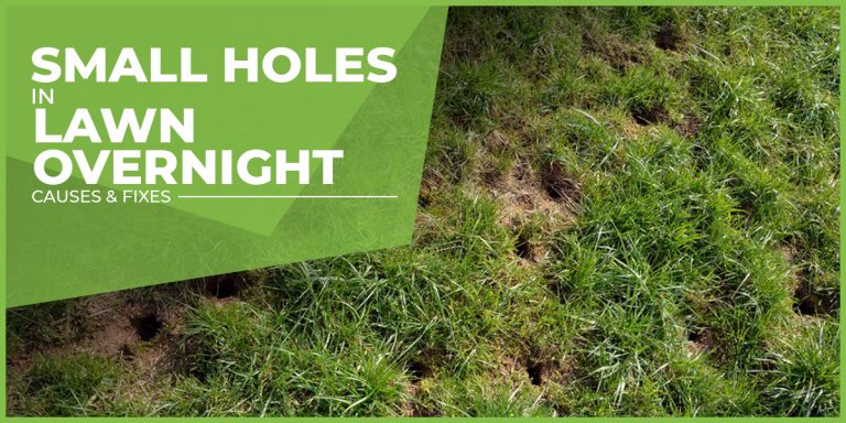 Small Holes in Lawn Overnight Causes & fixes
