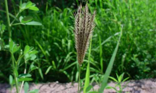 grass weed that looks like wheat
