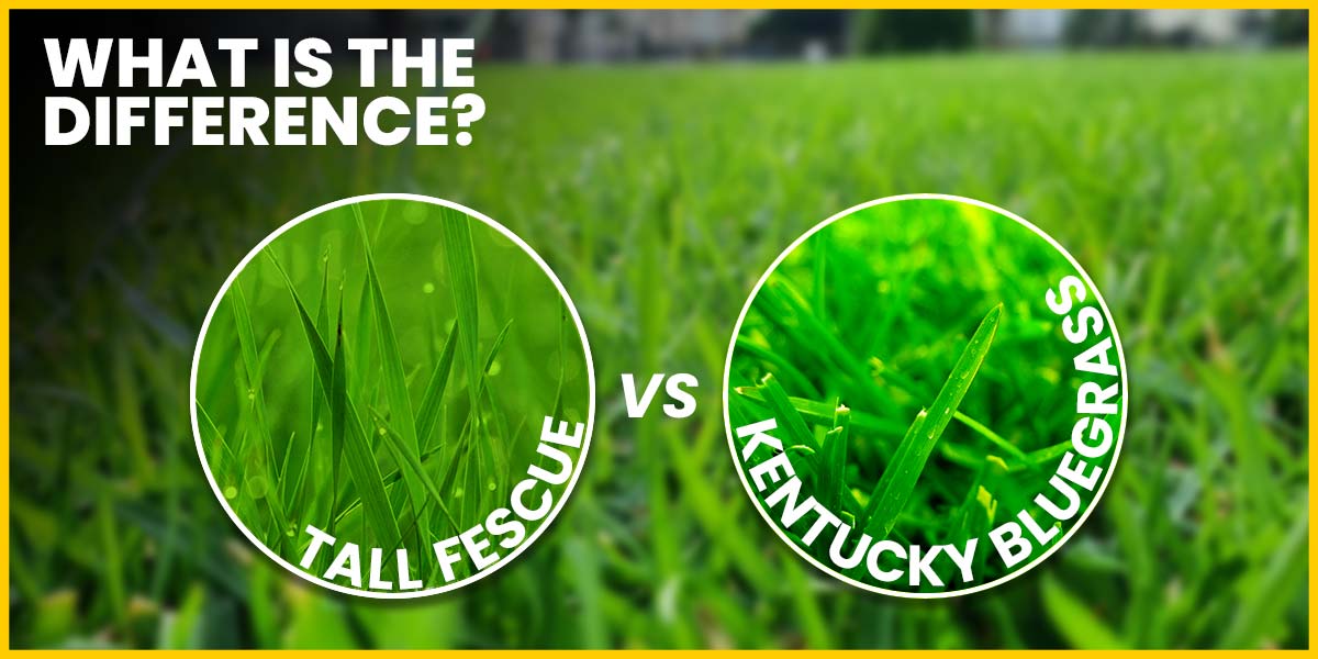 tall fescue vs kentucky bluegrass