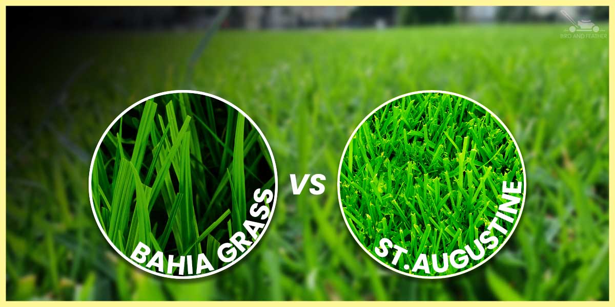 bahia vs st augustine grass