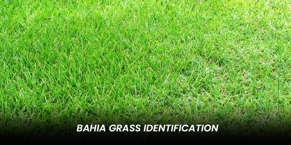 Bahia grass vs St Augustine grass Identification