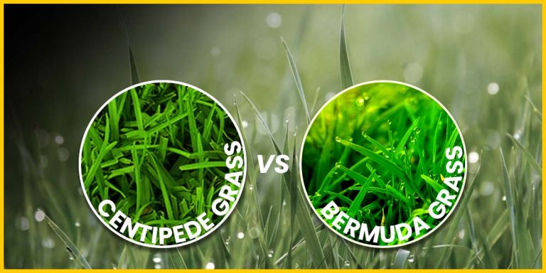 Centipede vs Bermuda Grass – What is the Difference