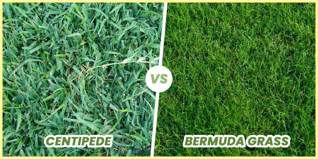 Difference between centipede and bermuda grass 