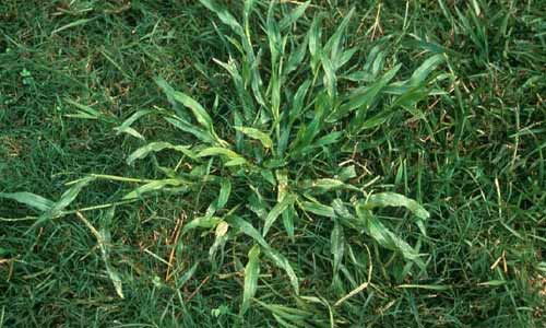 invasive grass types alexandar grass

