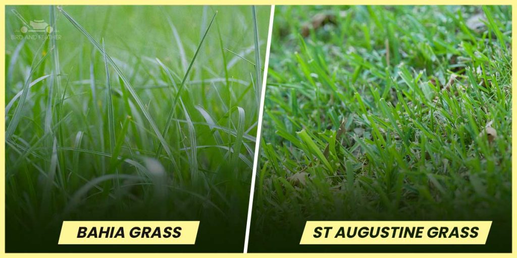 bahia grass vs st augustine
