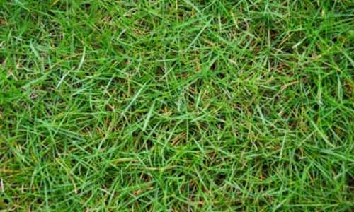 different types of grass in florida