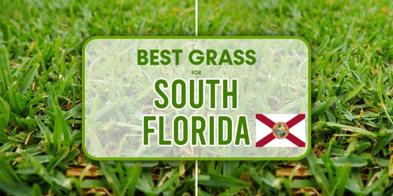 Best Grass for South Florida