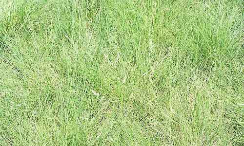 best grass for florida blue grama grass
