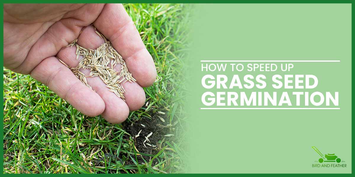 How to soeed up grass germination