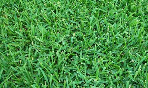 grass types in florida palmetto grass
