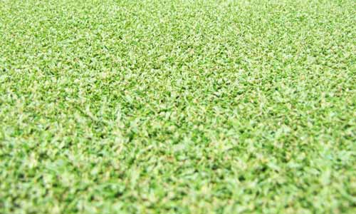 best grass for south florida seashore grass