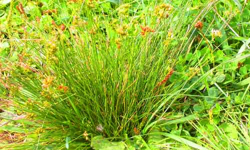 types of invasive grass slender rush grass
