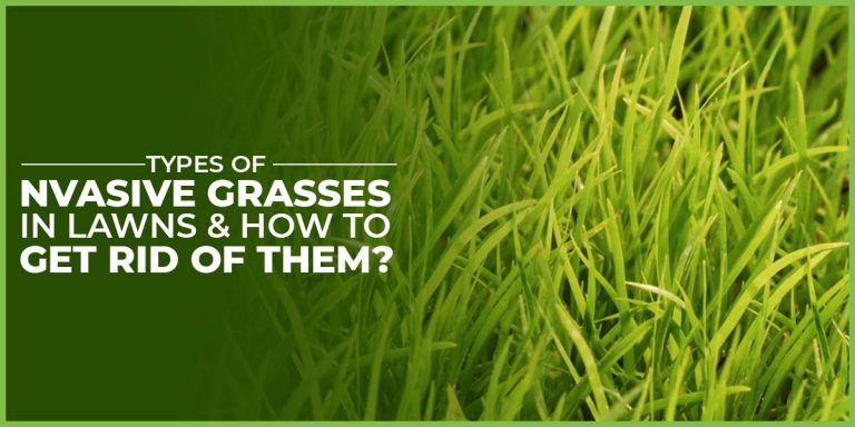 Types of Invasive Grasses in Lawns and How to Get Rid of Them