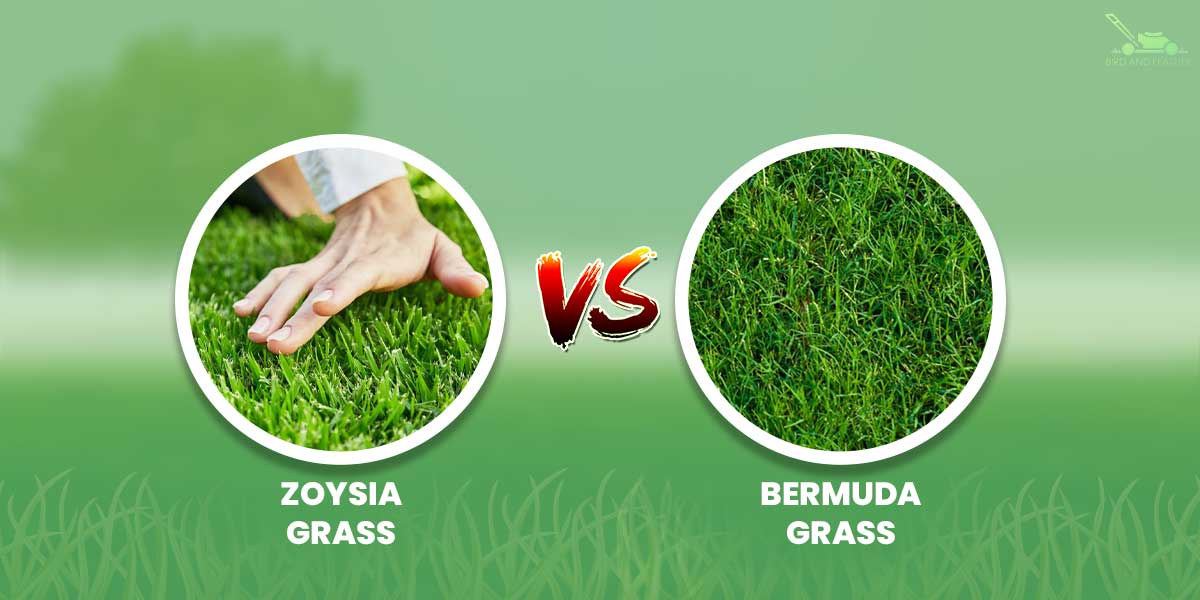 zoysia vs bermuda grass